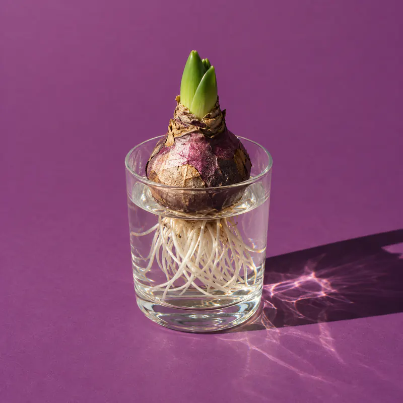 A hyacinth bulb rooting in a glass of water on plum paper.